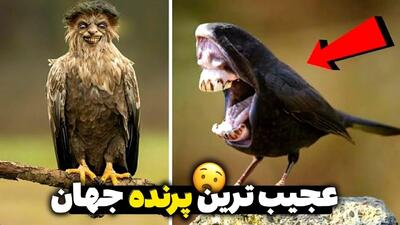 عجیب ترین، ترسناک ترین و باورنکردنی ترین پرنده دنیا