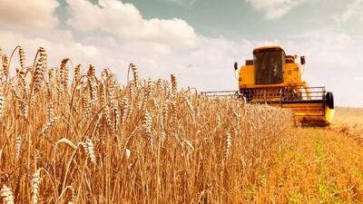 محسن عسگری: واردات گندم کیفی برای جبران کاهش تولید در دستور کار قرار دارد