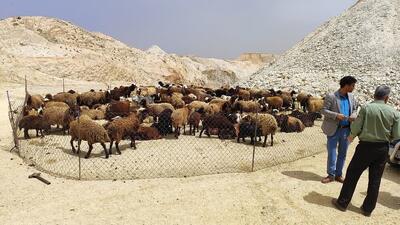 تامین ۲۵ درصد گوشت قرمز استان یزد توسط عشایر
