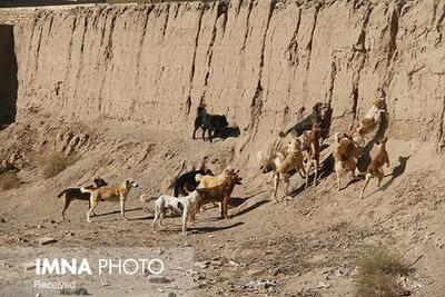حیوان‌گزیدگی را جدی بگیرید