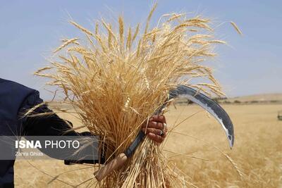 پرداخت بیش از ۹۵ درصدی هزینه گندم خریداری شده به کشاورزان استان زنجان