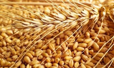 تأمین و واردات گندم در دستور کار شرکت بازرگانی دولتی ایران