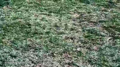 ویدیو| وضعیت اسف بار چمن ورزشگاه تختی!