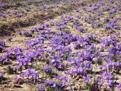 محلوجی: روستای علوی قطب کاشت و تولید زعفران در کاشان است
