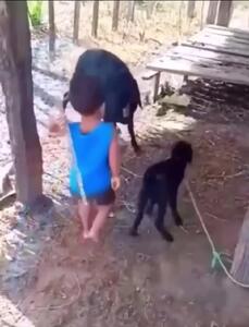 فیلم رفتار غیرمنتظره گوسفند مقابل کودک