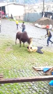فیلم حمله گاو خشمگین به مرد هندو
