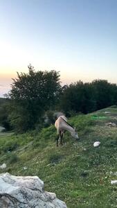 فیلم طبیعت بکر سرزمین دیلمان