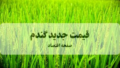 خبر دم غروب برای گندمکاران امروز ۱۵ مهر ۱۴۰۴ | اعلام قیمت جدید گندم برای سال زراعی جدید