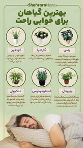 اینفوگرافی| بهترین گیاهان برای خواب راحت