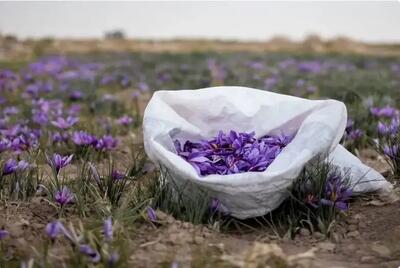 درهای بسته چین به روی طلای سرخ ایران