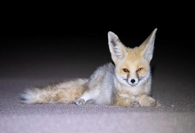  هم نشینی شبانه روباه با انسان در لرستان + فیلم