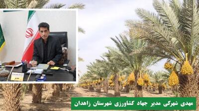 تولید بیش از ۳۲۰۰ تن خرما در زاهدان