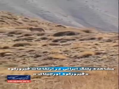 دیده شدن حیوان در حال انقراض در تهران