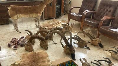 دستگیری شکارچی حیات وحش در خمین