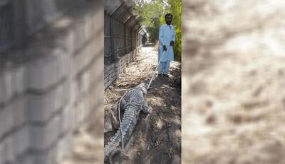 زنده‌گیری یک سر تمساح سرگردان در اطراف مناطق مسکونی