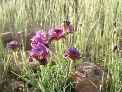 زنبق بنفش سُرخاب؛ نمادی برای تبریز