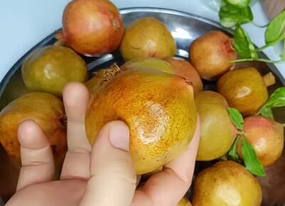 تهیه رب انار سفید؛ چاشنی مخفی غذاها