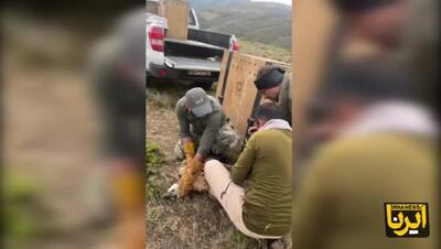 «دال» به آشیانه برگشت/فیلم
