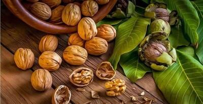 پیش‌بینی برداشت ۲۰  هزار تن گردو درآذربایجان‌شرقی در سال جاری