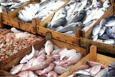 قیمت ماهی در میادین میوه و تره بار تهران؛ از ساردین تا اوزون برون
