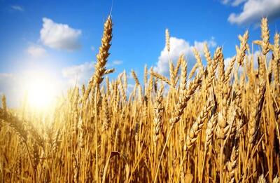 گندم در انتظار قیمت: آیا دولت به صدای کشاورزان گوش خواهد داد؟