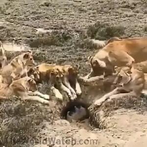 فیلم حمله گروهی شیرها به گراز