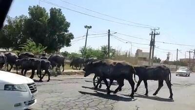 جولان گاومیش ها در خیابان های آبادان + فیلم