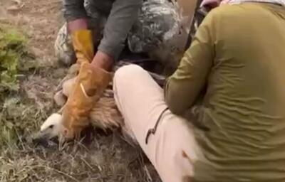 رهاسازی موفق یک فرد دال معمولی در زیستگاه طبیعی سمنان