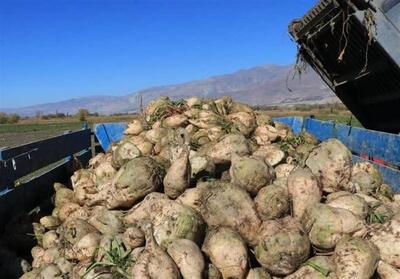 برداشت 120 هزار تن چغندر قند از مزارع چهارمحال و بختیاری - تسنیم