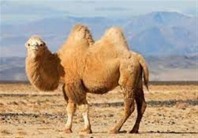72 نفر جمعیت شتر دوکوهانه در اردبیل زیست می‌کنند - تسنیم