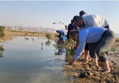 شهرستان دیر قطب تولید نهال حرا در استان بوشهر شد - تسنیم