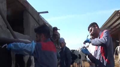 دامپزشکان، سربازان گمنام عرصه سلامت