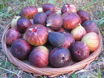 میوه‌ای که به جوان سازی پوست شما کمک می‌کند