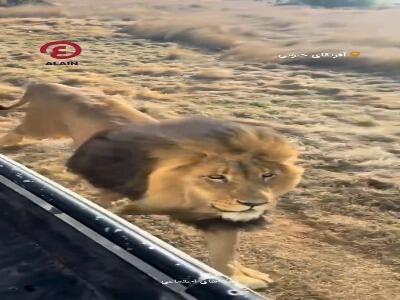 ماجراجویی سافاری که به لحظات وحشتناک تبدیل شد!