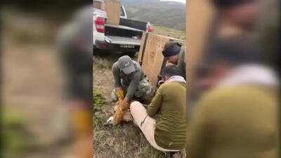 رهاسازی موفق یک فرد دال معمولی در زیستگاه طبیعی سمنان (فیلم)