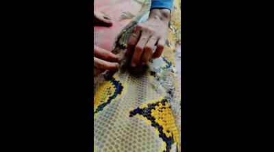 تصاویری خیره‌کننده از پوست‌اندازی یک مار عظیم‌الجثه (فیلم)