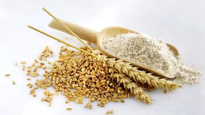 تکذیب پرداخت کامل مطالبات گندمکاران | قیمت گندم بلاتکلیف ماند