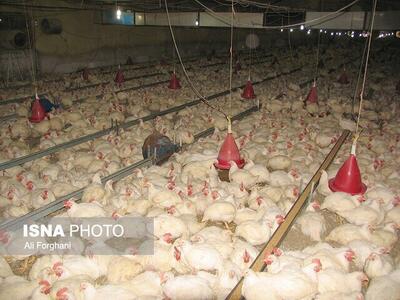 رتبه نخست آذربایجان‌شرقی از نظر تعداد واحدهای فعال مرغداری تخم‌گذار
