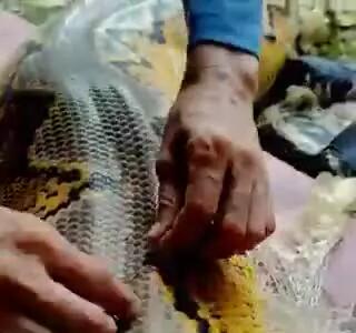 تصاویر دیدنی از پوست‌اندازی یک مار عظیم‌الجثه