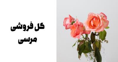 گل رز مینیاتوری برای آپارتمان؛ زیبایی کوچک در فضای کوچک - مردم سالاری آنلاین