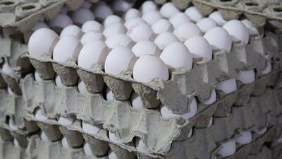تولید تخم مرغ در زنجان به ۷۰۰۰ تن رسید