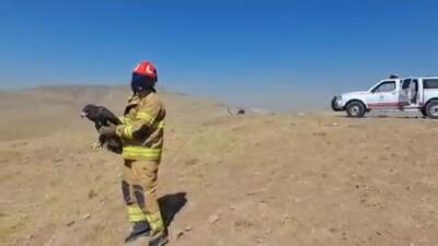بازگرداندن یک بهله عقاب طلایی در شهریار به طبیعت پس از درمان