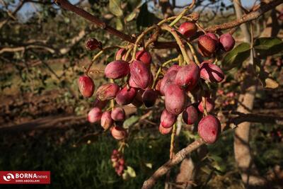 باغ پسته بینالود نیشابور