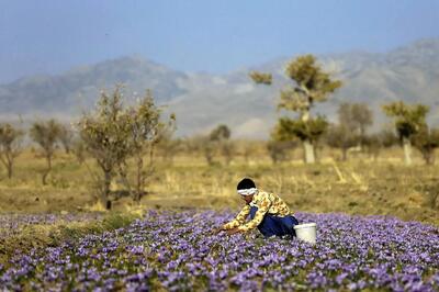 رسوب زعفران‌های ایرانی در گمرک چین/طلای سرخ به سرنوشت پسته دچار می‌شود؟