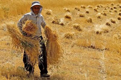 وزیر جهاد کشاورزی: مطالبات گندم‌کاران تسویه شد
