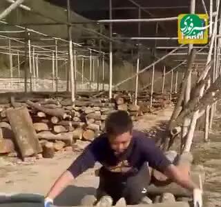 روش جالب کاشت قارچ در کنده‌های درخت