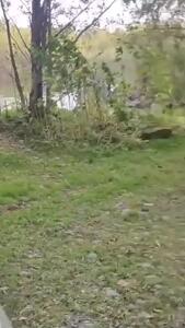 بازی کردن بامزه سگ با چند خرس