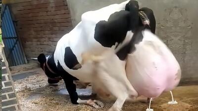 گاوهای باورنکردنی؛ گاوهایی که اینقدر شیر شون سنگین شده سرپا نمی تونن بایستند