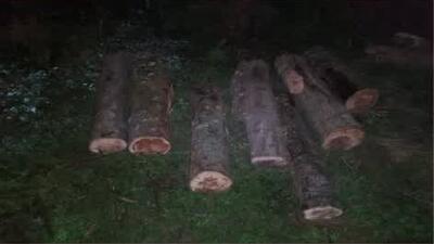 دستگیری قاچاقچی حرفه‌ای چوب در شهرستان بابل