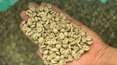 خرید دانه قهوه سبز عمده: کلید طلایی سودآوری و تمایز در صنعت رستری